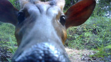 Previous Bio-Bridge projects have successfully attracted wildlife back to the area, such as the Muntjac deer in Malaysia